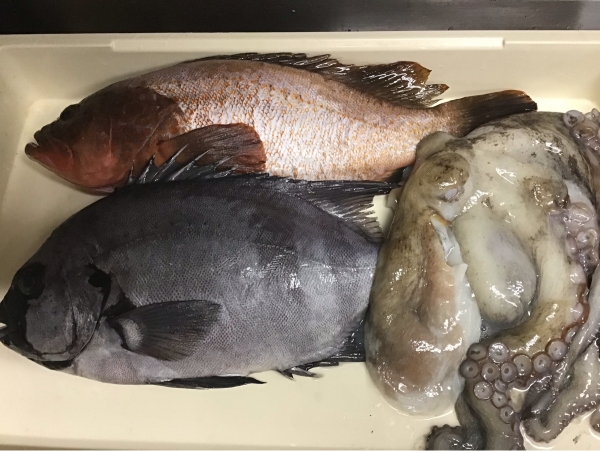 本日の直送魚 石鯛 アズキマス 真蛸 立川 西国立で人気の魚料理 立川の和食居酒屋 季節料理 むさし